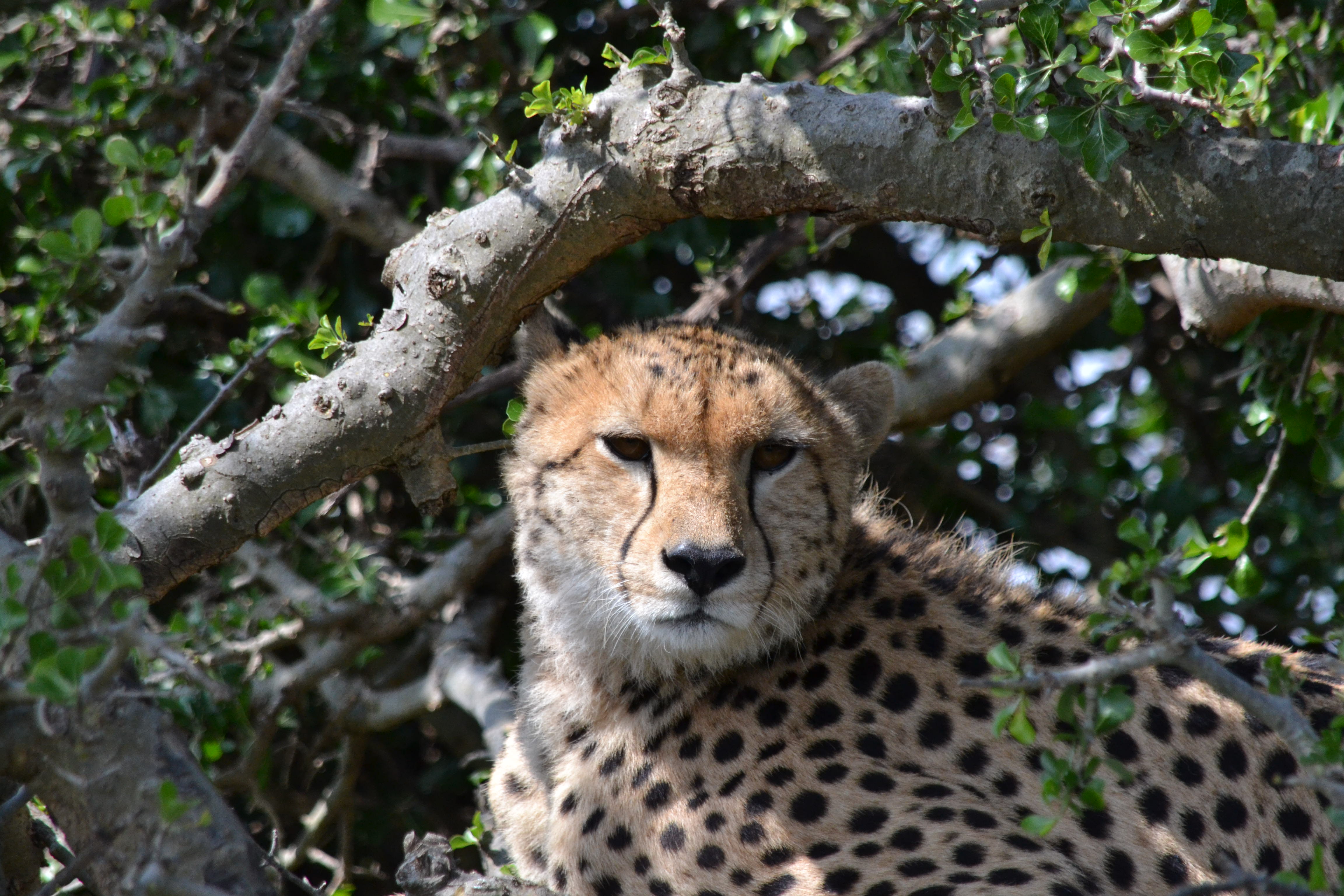 Cheetah closeup