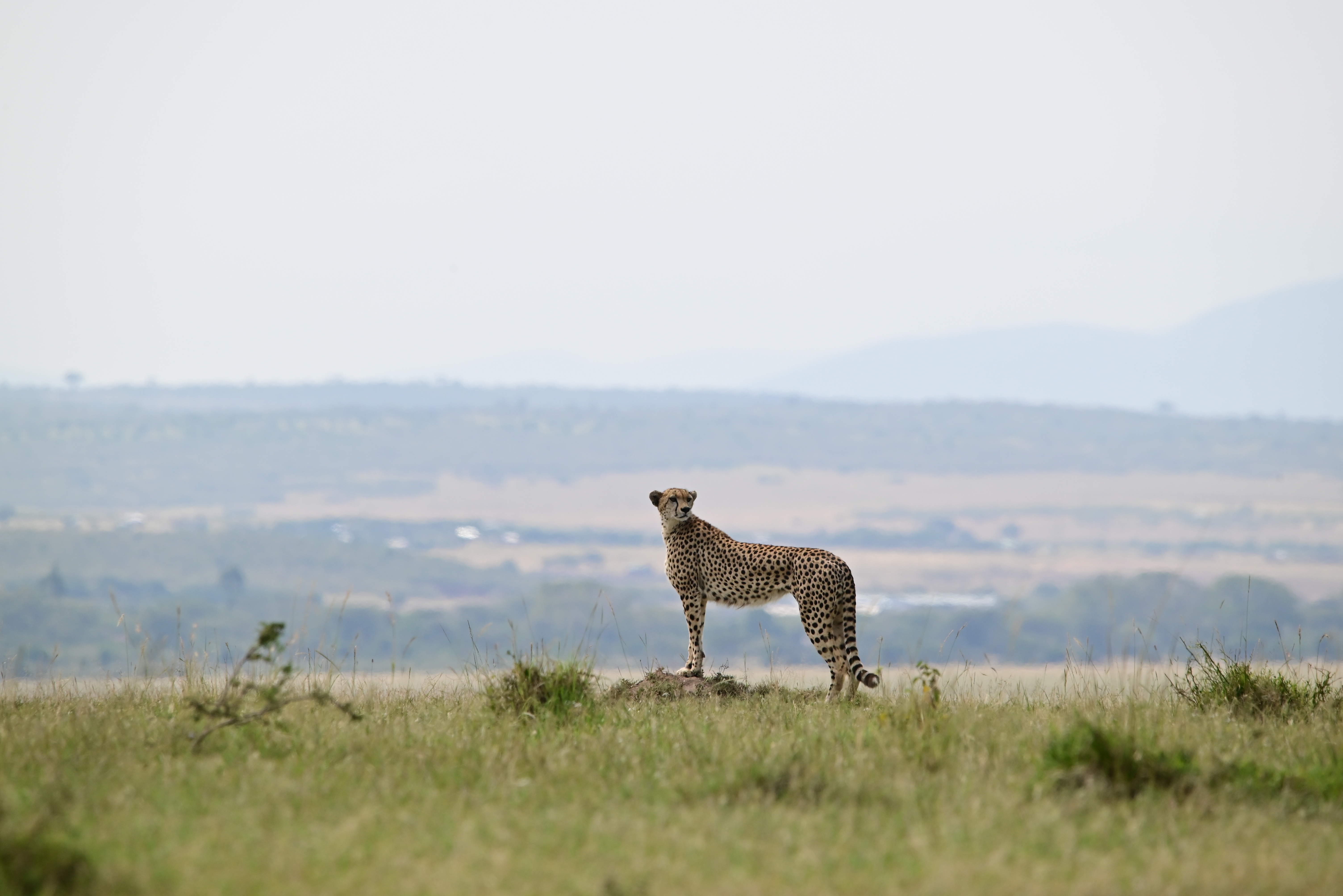 Cheetah standing
